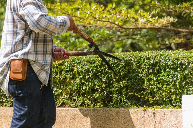 Garden Maintenance Ealing, W5